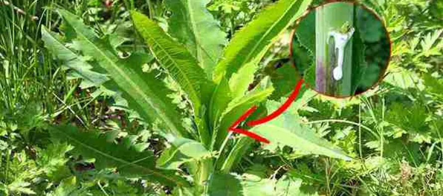 Wild lettuce plant with an inset showing its milky white sap